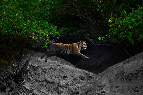 Adaptation of the Bengal Tiger: “After 4 days of tracking the elusive Bengal Tiger, we were finally able to predict where this individual might cross a creek. These big cats have adapted to life in the mangroves, and shadow through creeks and channels in search of prey.”  Photograph by MAP photography contest winner Arijit Das of India